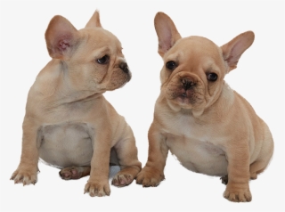Shop Now - French Bulldog