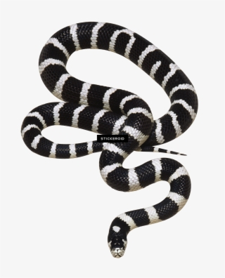 White Snake - Transparent Background Png Snake