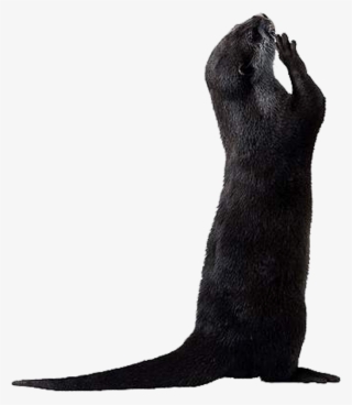 Otter Png Picture - Cat