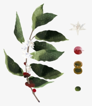 Coffea Requires Lots Of Water During Its Flowering - American Holly