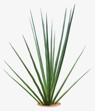 Tropical Plants Png - Tropical Plants With Transparent Background