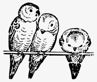 Lutz Parakeets Outline - Budgie Clip Art
