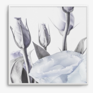 Blue Lisianthus No 2 Sq Blue Lisianthus No 2 Sq - Prairie Gentian