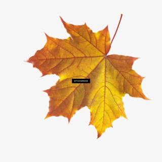 Maple Leaf Autumn Leaves Septmber September - Transparent Autumn Leaf