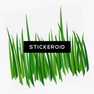 Grass Green Grass - Grass