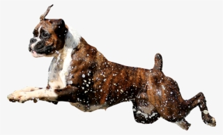 Banner Mince - Boxer