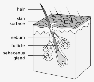 Hair Starts Off Growing In A Follicle, Beneath The - Hair Follicle