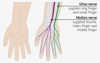 Sqlab Haende Mit Nerven Us - Nerve For Hand Grip