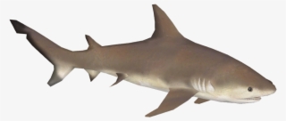 Bull Shark