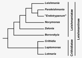 Schematic Phylogenetic Tree Of The Subfamily Leishmaniinae - Number