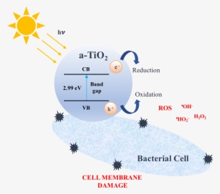 Graphical Abstract - Abstract