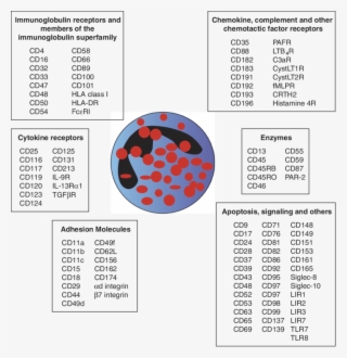5 Schematic Diagram Showing Surface Molecules Expressed - Diagram