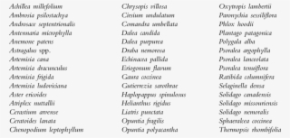 Common Forbs And Low Shrubs In The Northern Great Plains - Types Of Fonts List