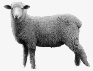 Sheep Png Transparent Images - Sheep