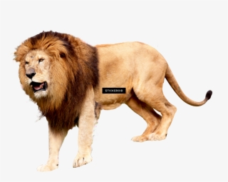 Roaring Lion - Lion Roar Png