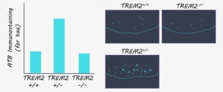 The Impaired Microglial Response To Injury, Increased - Graphic Design