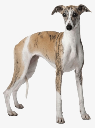 Whippet - Bloodless Surgery: Surgery Atlas, A Step By Step Guide