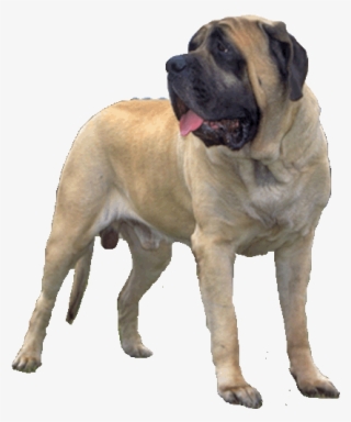 Mastiff - English Mastiff Transparent Background