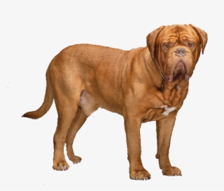 Dogue De Bordeaux - Dogue De Bordeaux Transparent Background