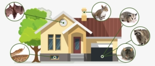 Bats Snakes Squirrels Opossums Racoons Rats - Wasbeer Canvas 60x40 Cm