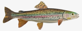 Rainbow Trout Png - Alaska
