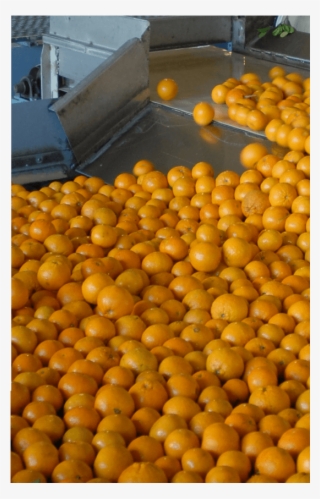 Fresh Blueberries - Valencia Orange
