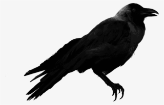 Crow Png 16, Buy Clip Art - Crow With Transparent Background