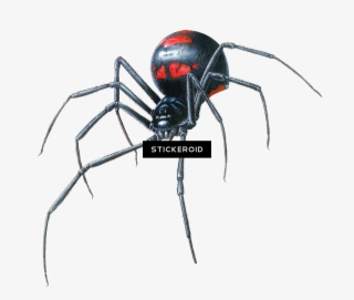 Black Widow Spider