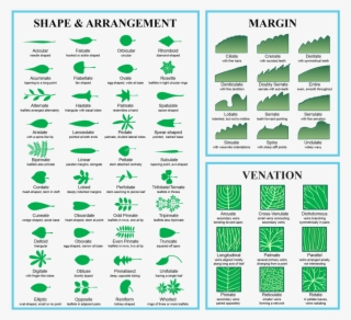 Leaf Morphology - Different Type Of Leaves Name