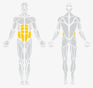 Abdominals “abs”