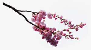 Sakura Tree Branches Png