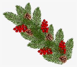 Christmas Tree Branch Png Download - Christmas Pine Branch Png
