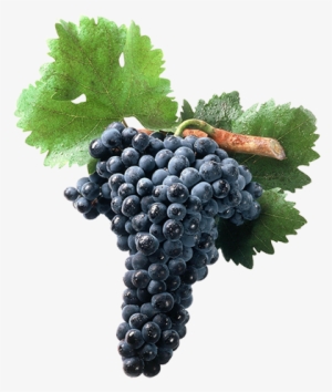 Tempranillo - Racimo De Uva Png