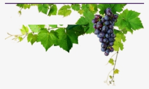 Suco De Uva Melina - Grape