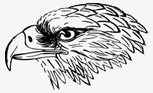 Bird-2029234 - Falcon Black And White Clip Art