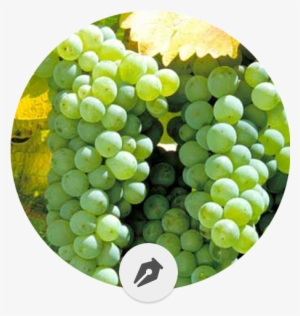 Las 12 Variedades De Uva Blanca Más Importantes - Sauvignon Blanc