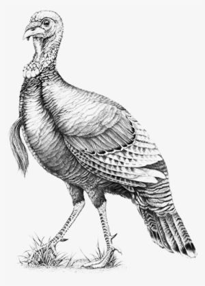 Wild Turkey Png Banner Royalty Free Library - Wild Turkey 101 Logo