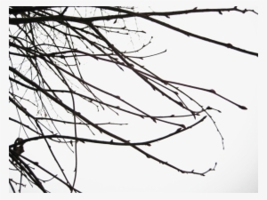 Branch Png Transparent Images - Branch Shadow Png