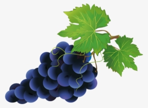 Czarne Winogrona Png - Blaue Trauben Clipart