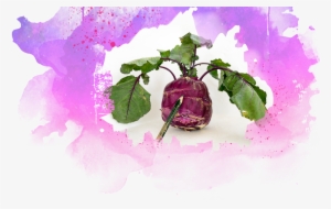 Background - Garden Roses