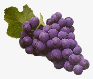 Nuestras Uvas - Wine