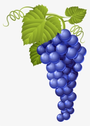Uvassolas - Wine Vector