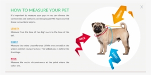 New Orleans Saints Cheerleader Dog Dress New Orleans