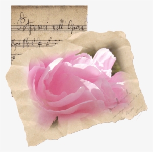 If You've Never Checked Out Leslie Nicole's Wonderful - Garden Roses