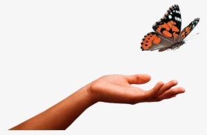 Butterfly - Insect Lore Live Butterfly Garden, Netted Pavilion