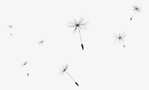 Hd Transparent Images Pluspng - Dandelion