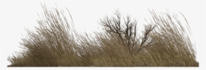 Dry Grass Png - Imagenes Png De Vegetacion