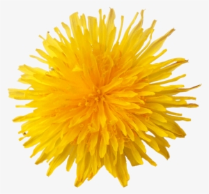 Dandelion Flower - Dandelion