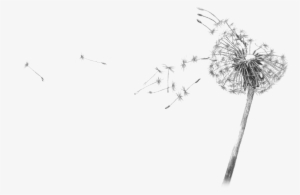 Dandelion Blowing Drawing Transparent - Dandelion Black And White Drawing