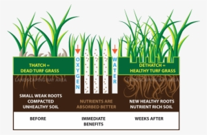 Lawn Aeration & Sprinkler Startup Experts In Aurora, - Lawn Aeration Benefits